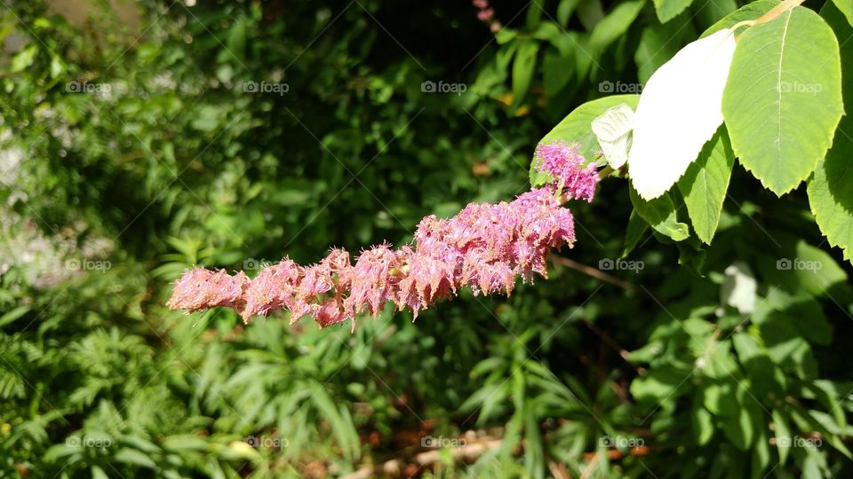 forest flower