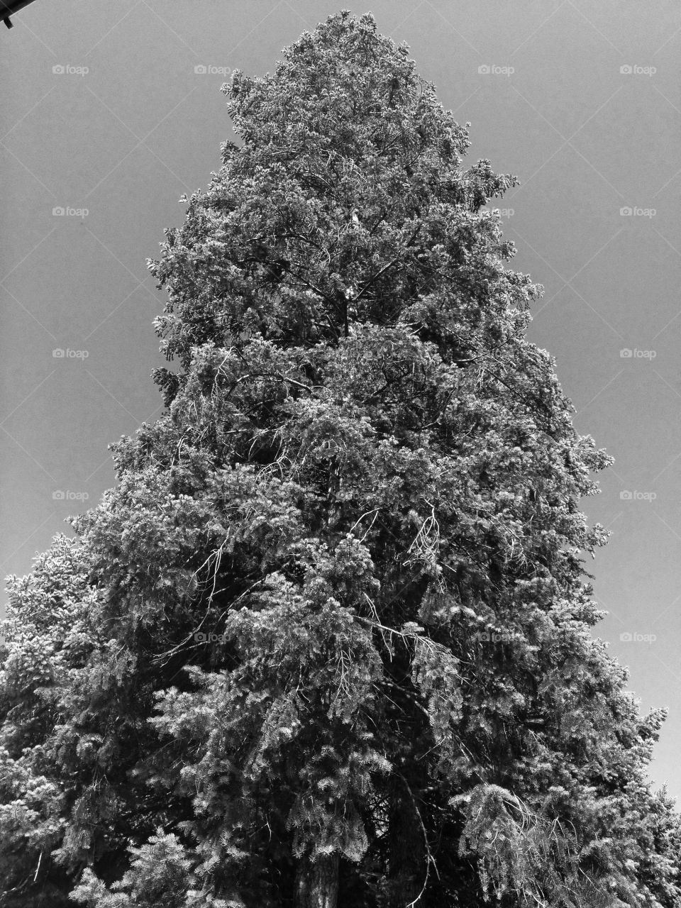 Dark tree. Redwood