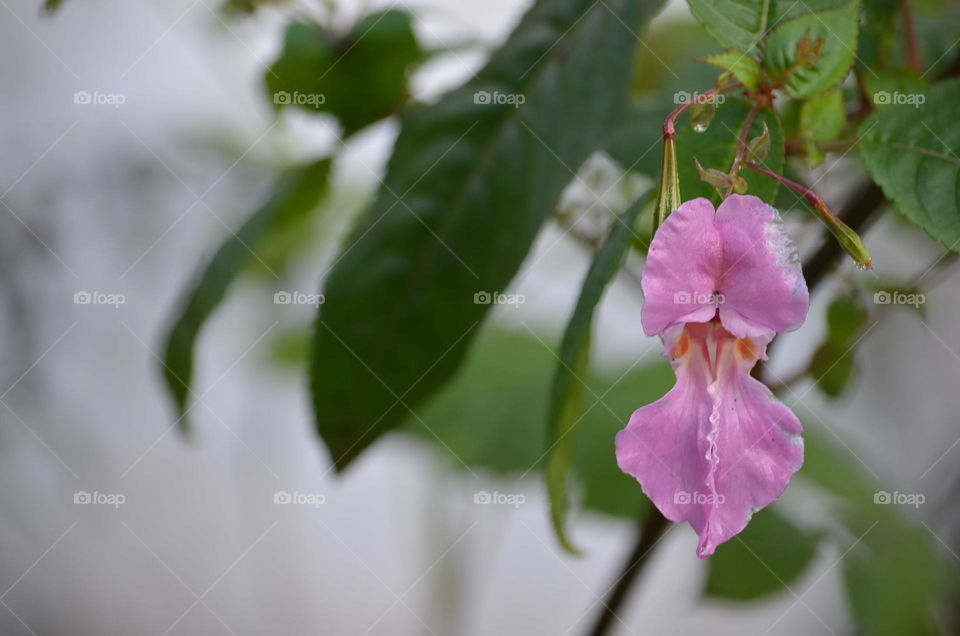 Pink flower with blurred leafs. 