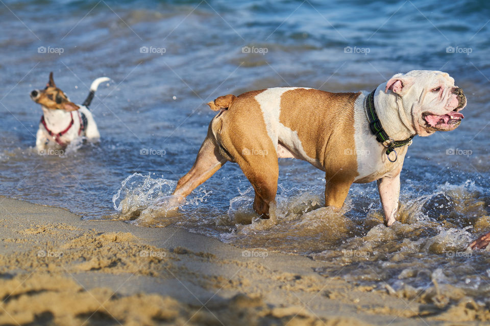 Bulldog bañandose en el mar