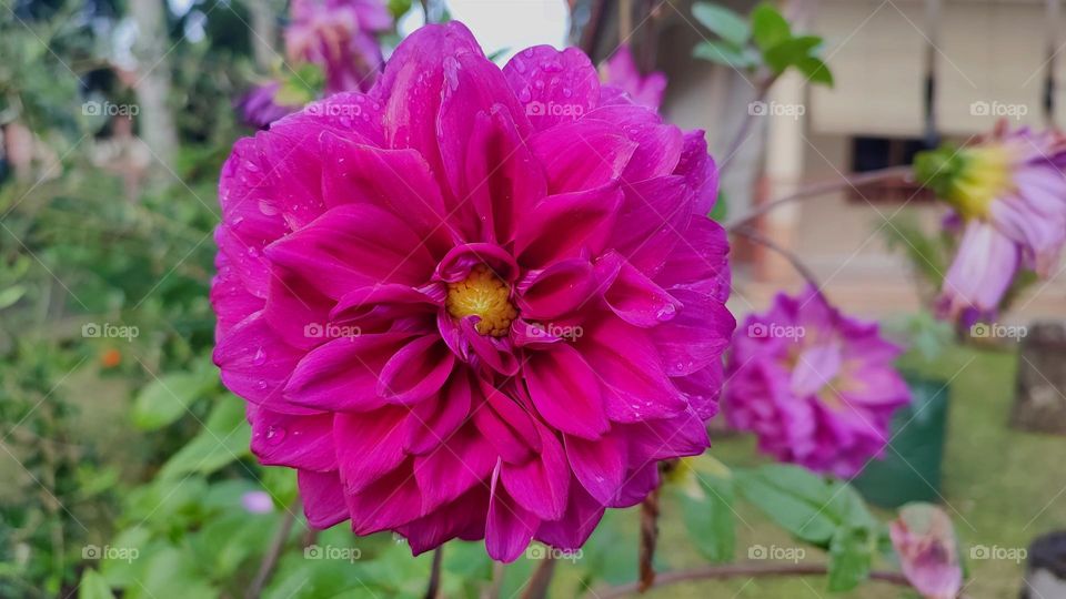The beautiful purple dahlia flower
Dahlia is a genus of tuberous plants that are members of the Asteraceae family, which also includes the sunflower, daisy, chrysanthemum, zinnia, and, of course, aster.