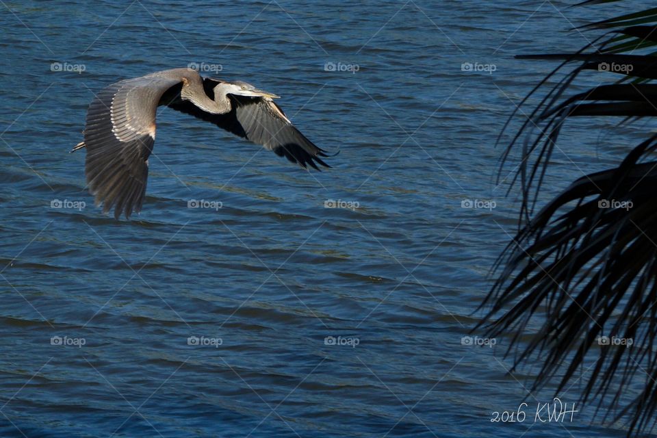 Come Fly w/ Me, Egret, Heron, Ocean Birds