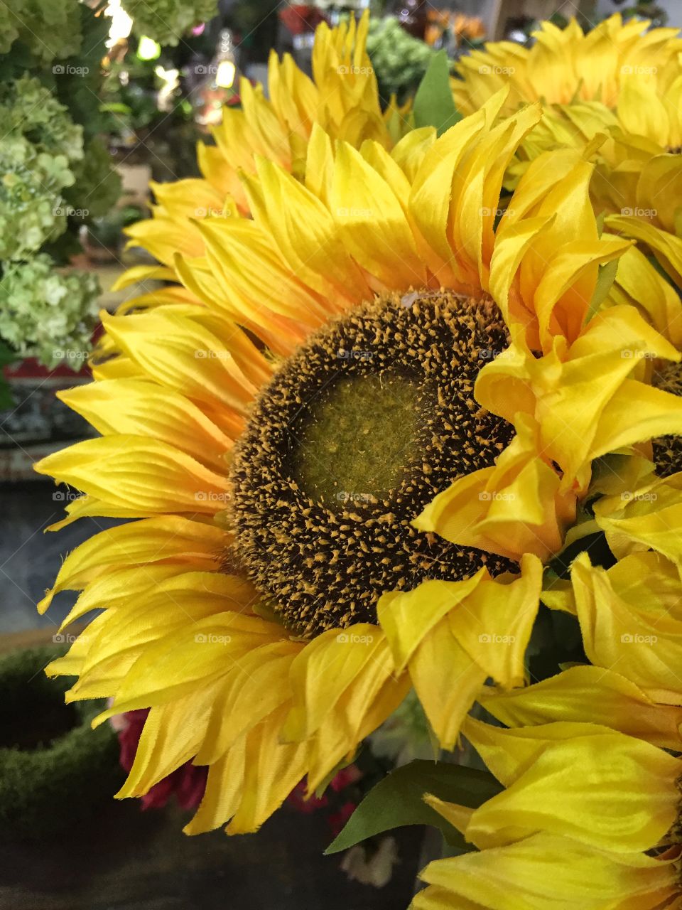 Sunflower