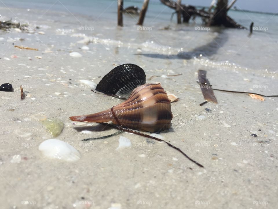 Sanibel shells