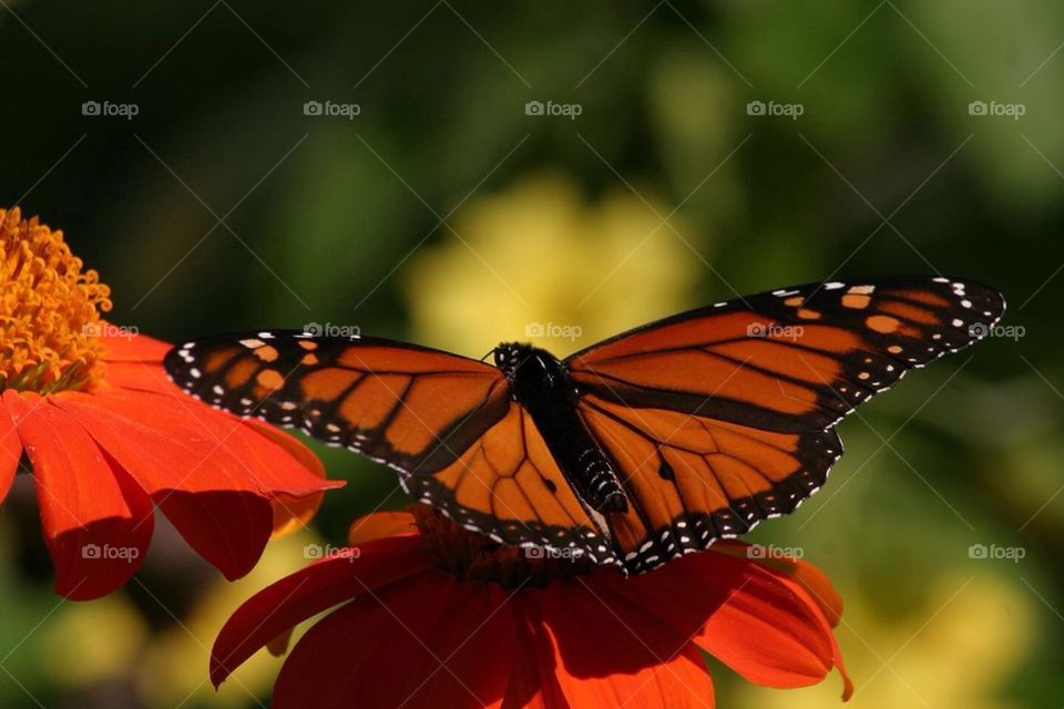 Monarch Butterfly