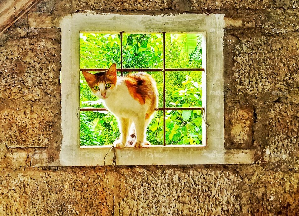Cat on a window