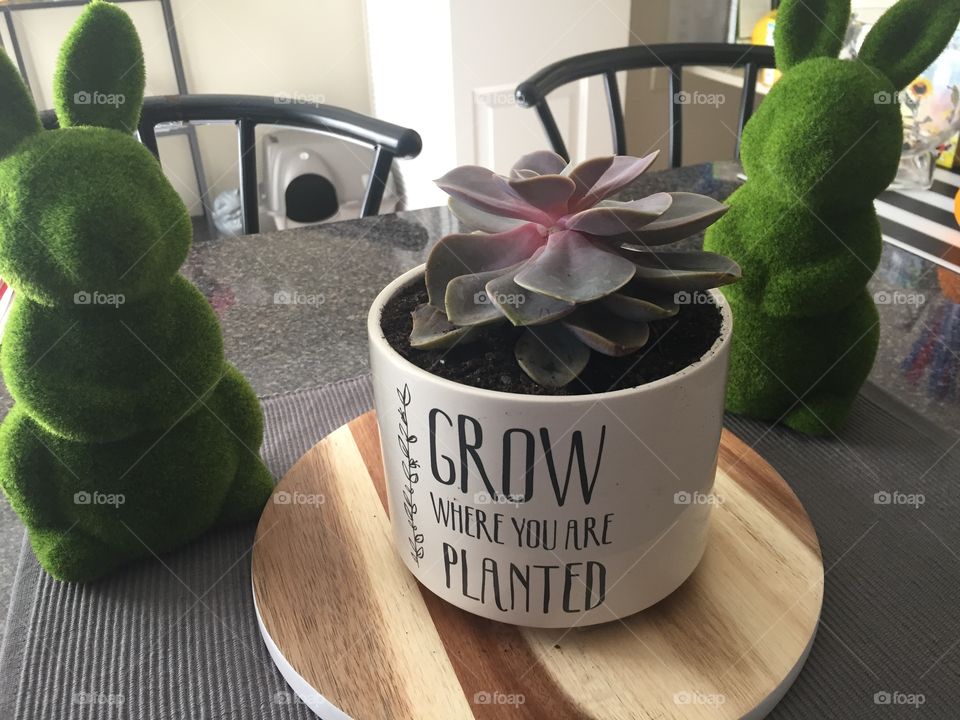 No Person, Wood, Indoors, Health, Table