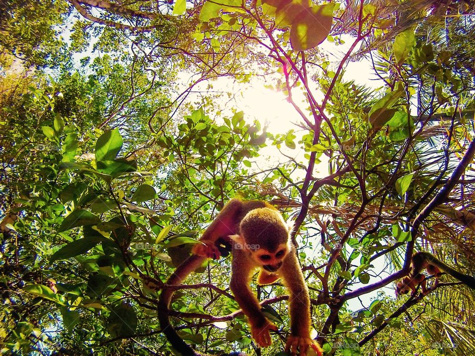 Monkey. This squirrel monkey is part of a sanctuary in Dominican Republic called Monkey Jungle. 