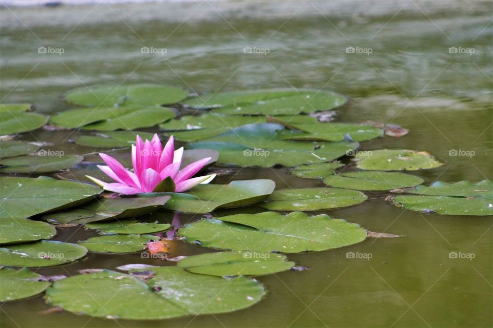 water lily