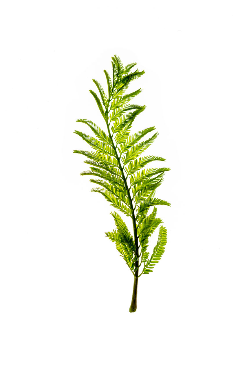 Young fresh green plant on white background lit up from behind