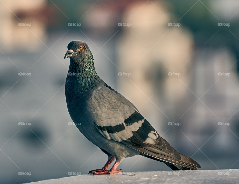 Bird photography - Dove- cyan shade