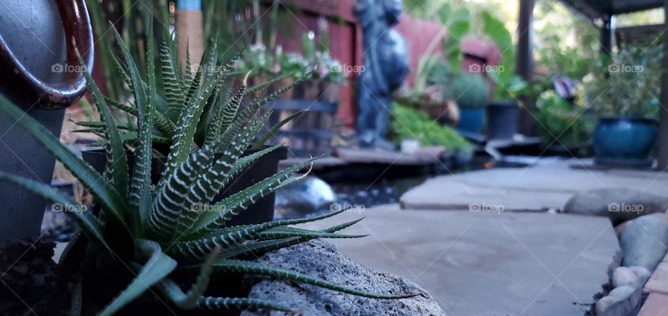 succulents by the pond