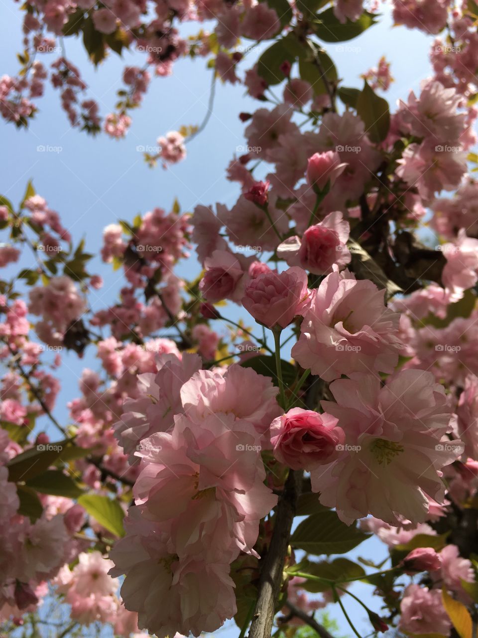 Wild cherries blooming