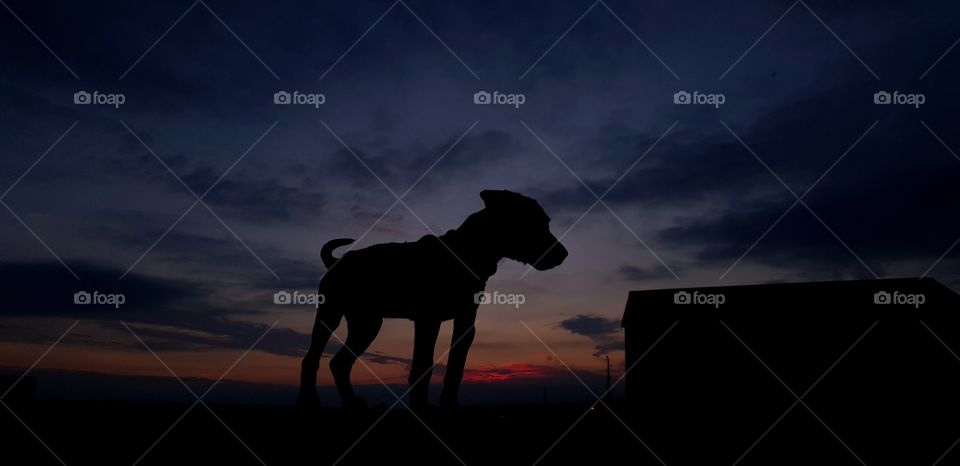 sunset and shillouete