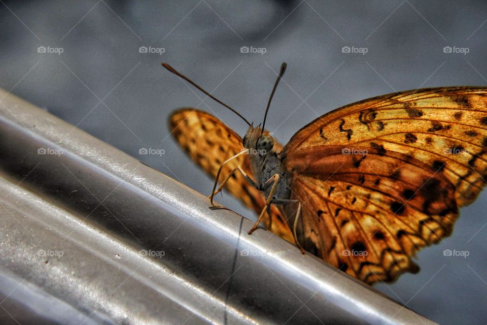 Brown Butterfly on a Steel bar