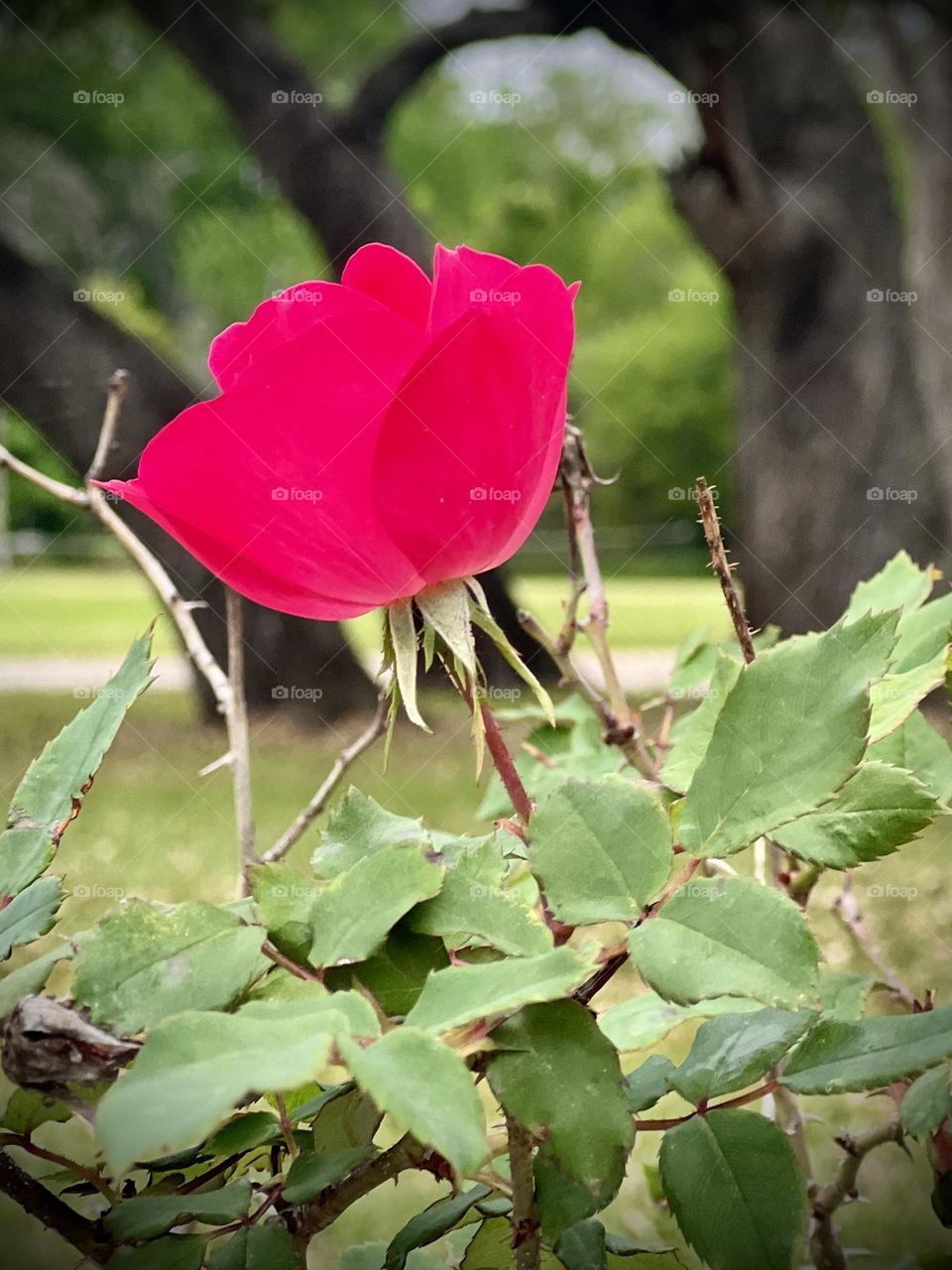 Closeup of a vibrant single red rose growing amongst the trees 