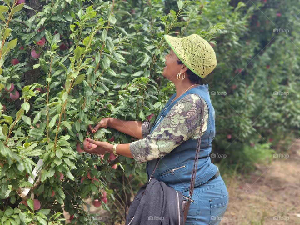 Tree, heavy with fruit, politely asks for a back massage."