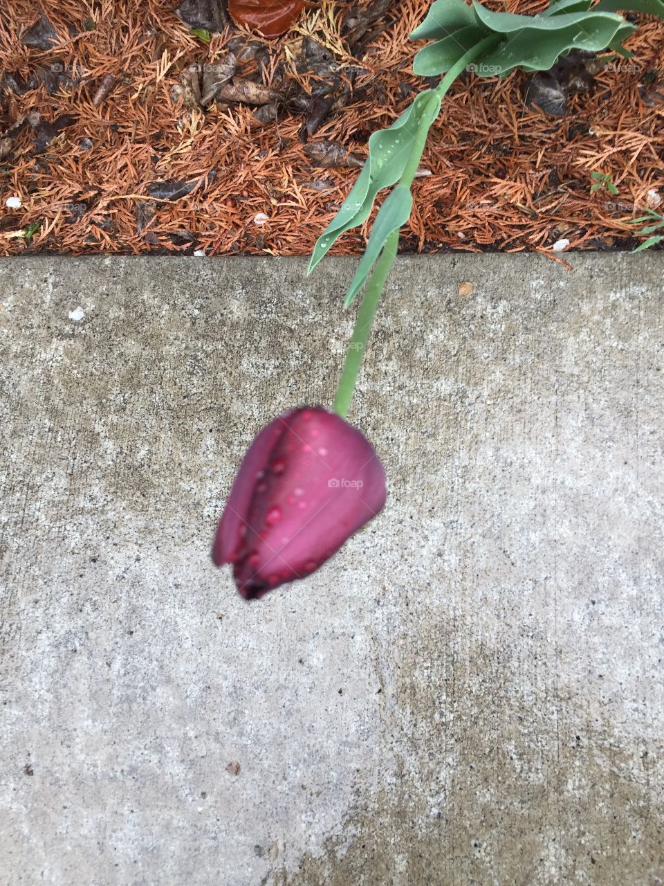 Light Purple Water, looks hotter on the ground, where it is found
