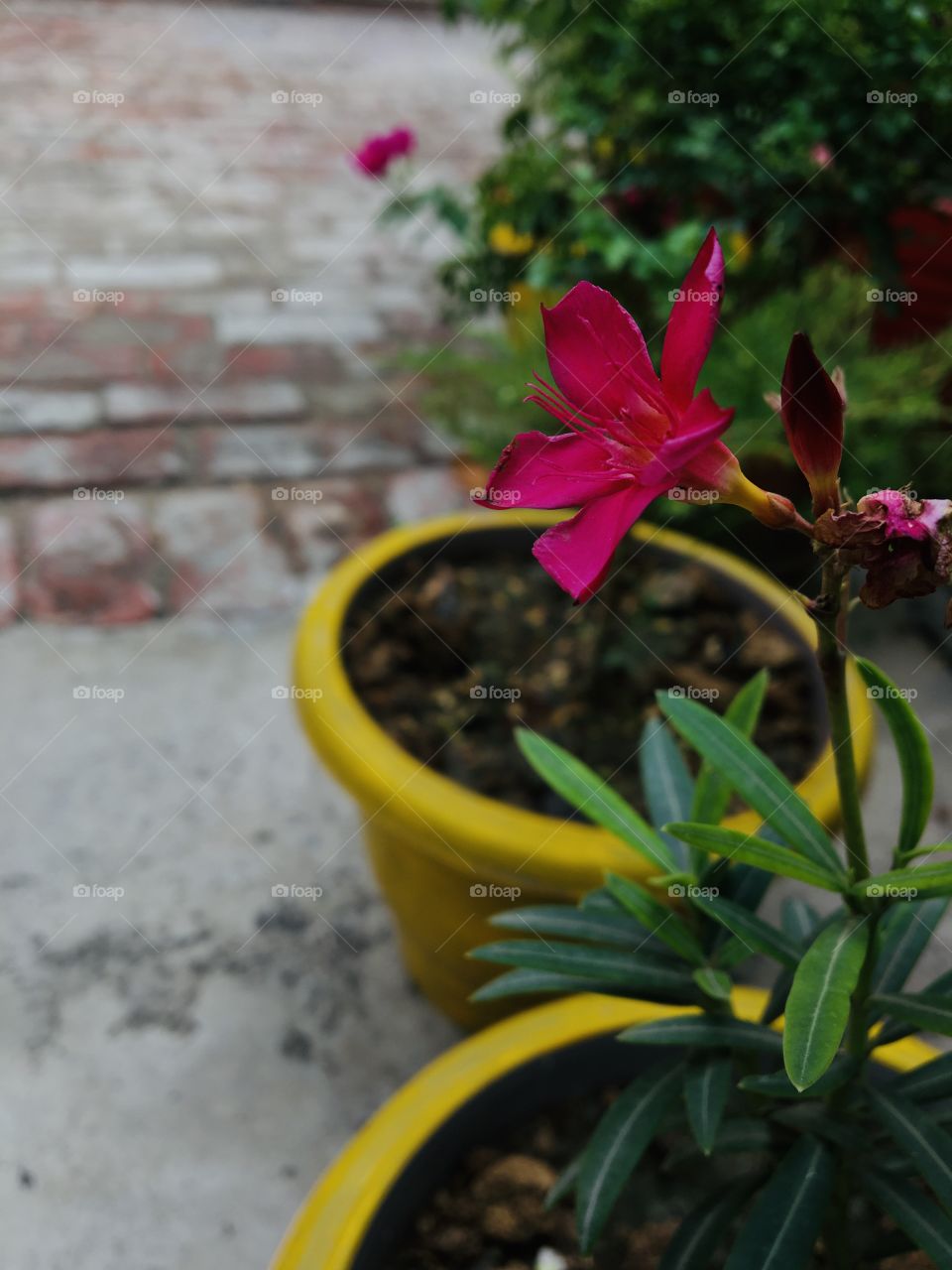 Another day another flower 🌸