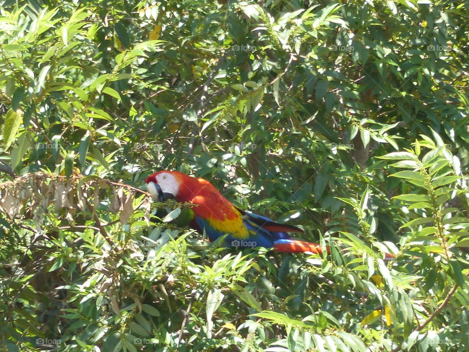 Scarlet macaws 