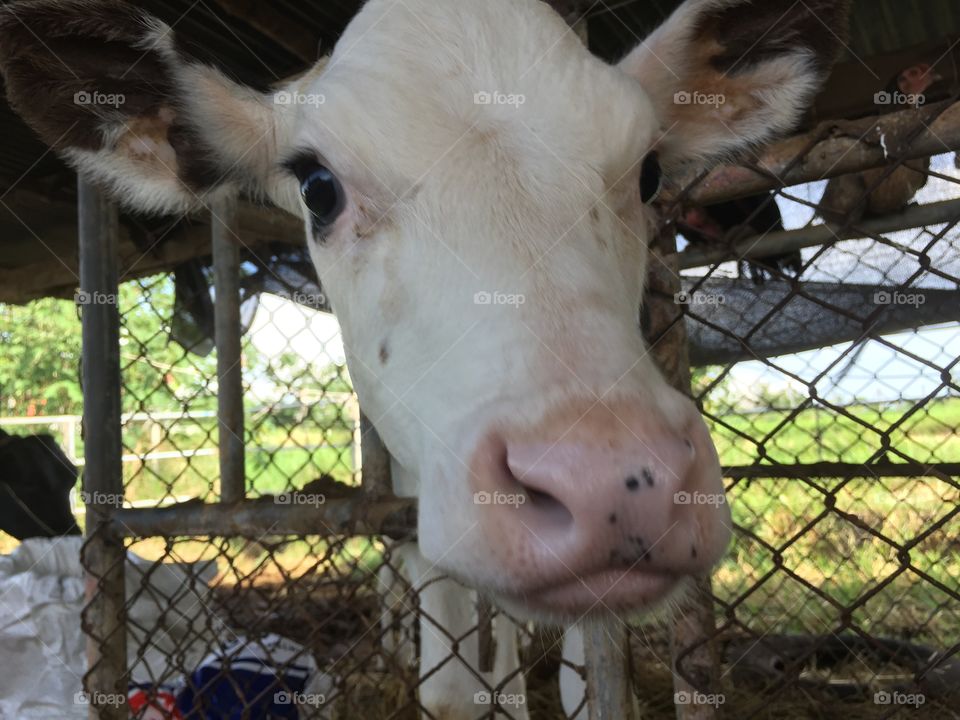 Farm, Fence, Livestock, Cattle, Milk