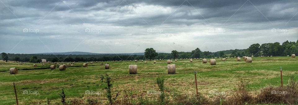 Scenic view of hay field