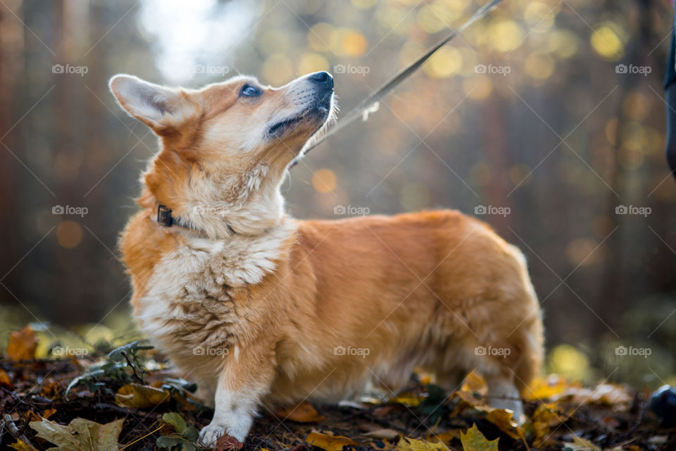 Welsh corgi pembroke in autumn park. 