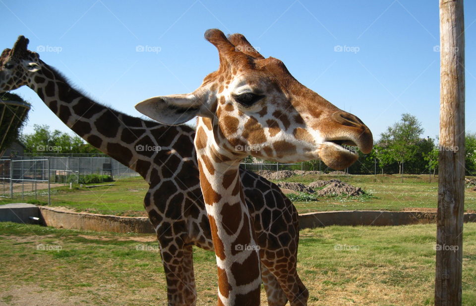 Giraffes close up 