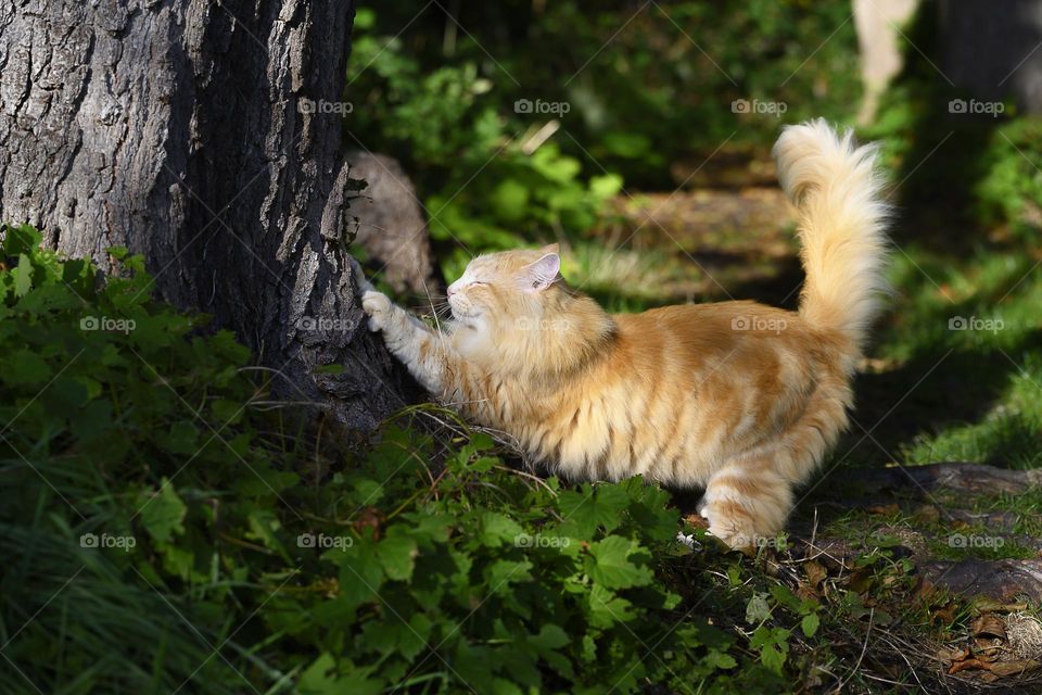 Beatiful cat enjoys the sun.