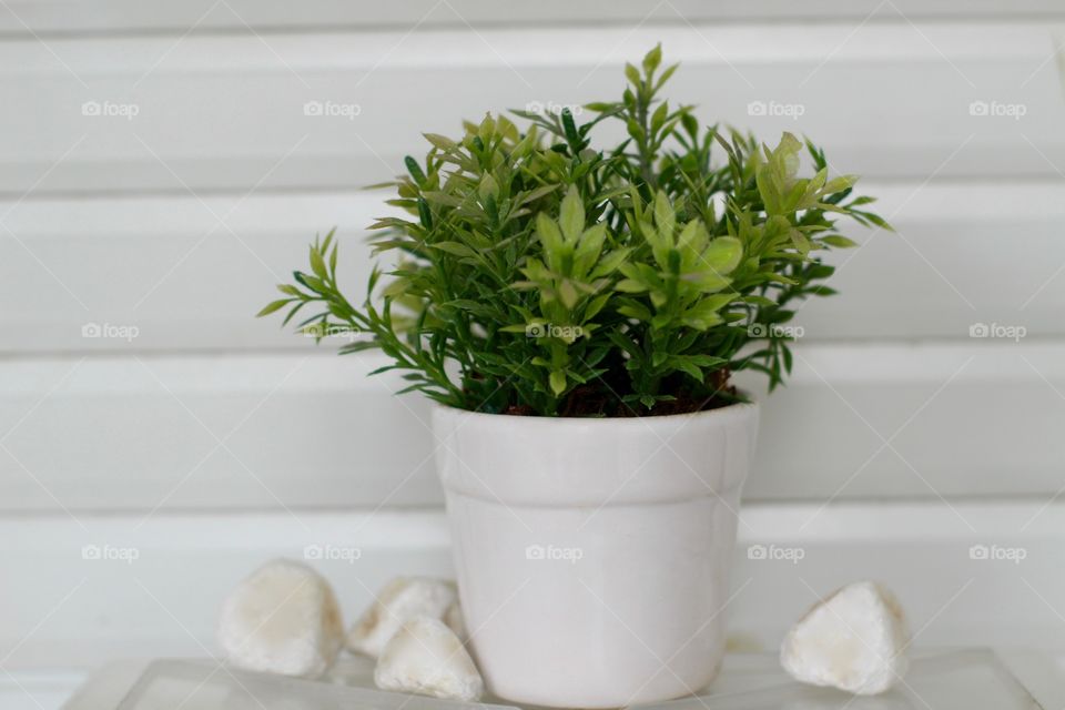 White Vase on white background 