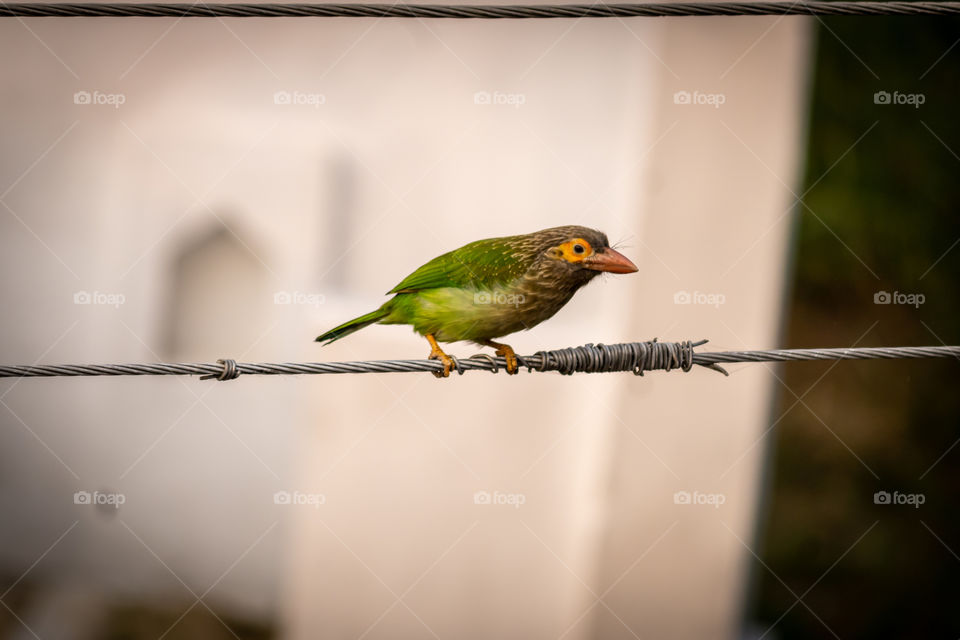 Brown Headed Asian Barbet I love to watch birds infront of me free in the air