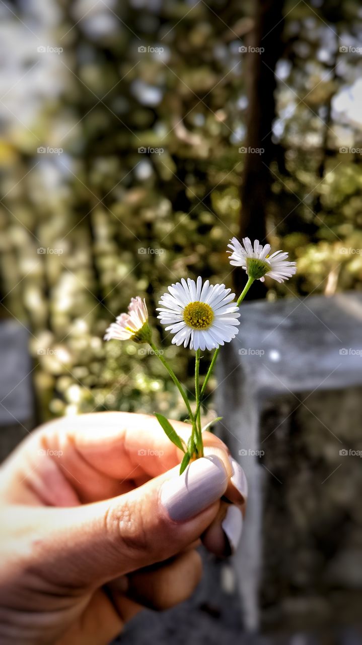 Beautiful little flower i found on the hills.
How simple, tiny yet beautiful it is.