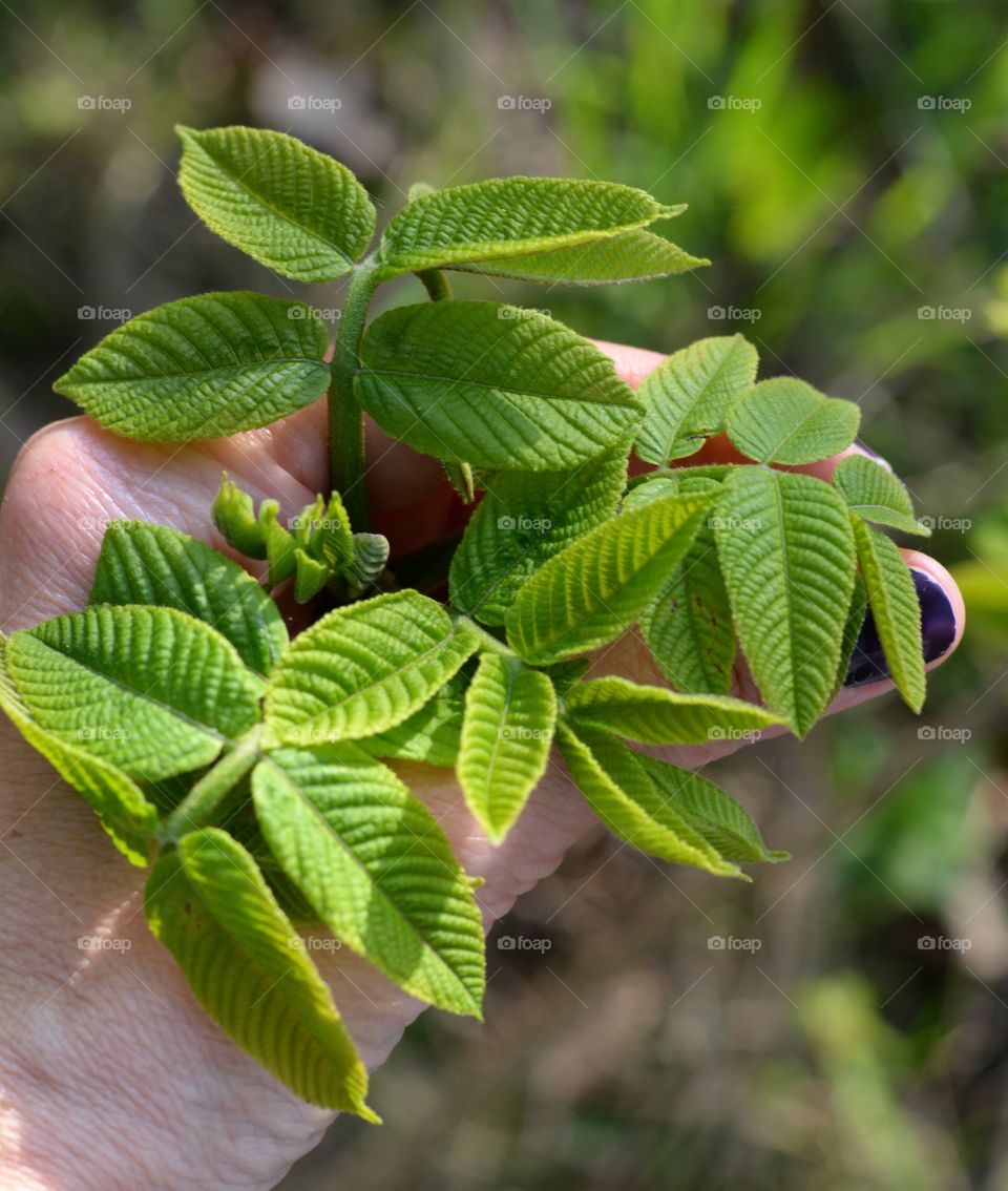 young green leaves branch tree in the hand spring time love