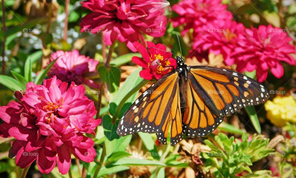 Monarch Butterfly in a Garden 