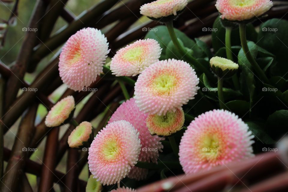 pink flowers