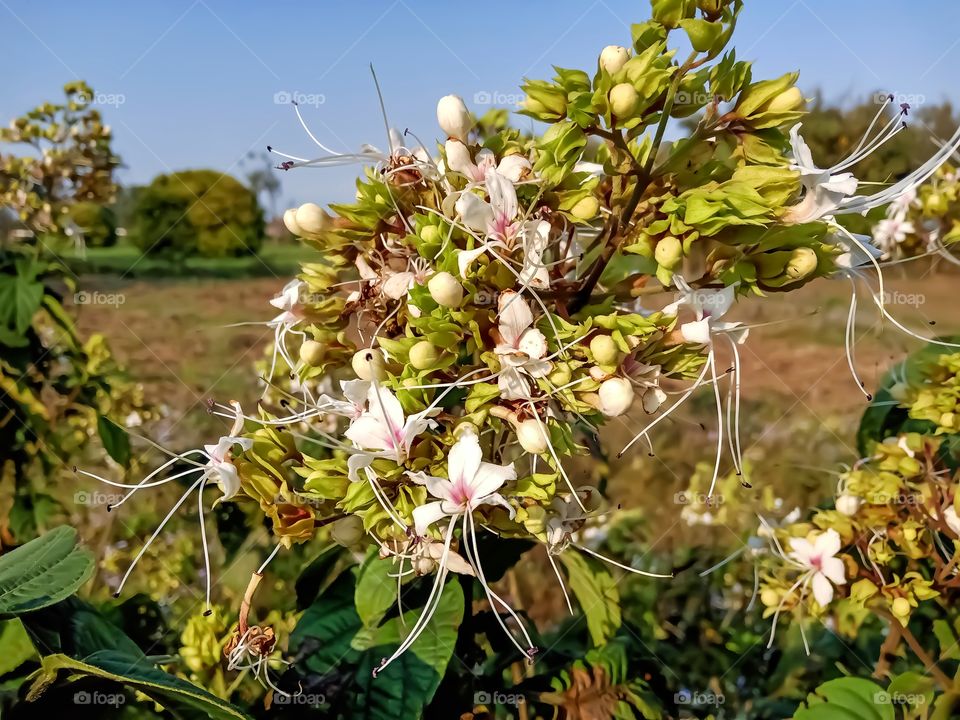 Beautiful clorodendrum infortunatu flower image india