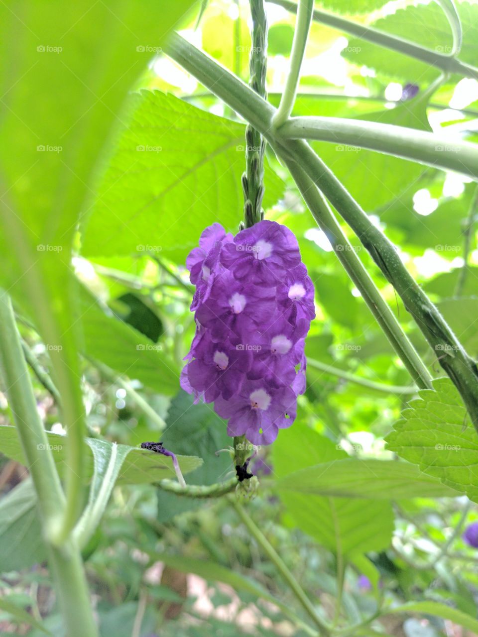 duranta erecta close up