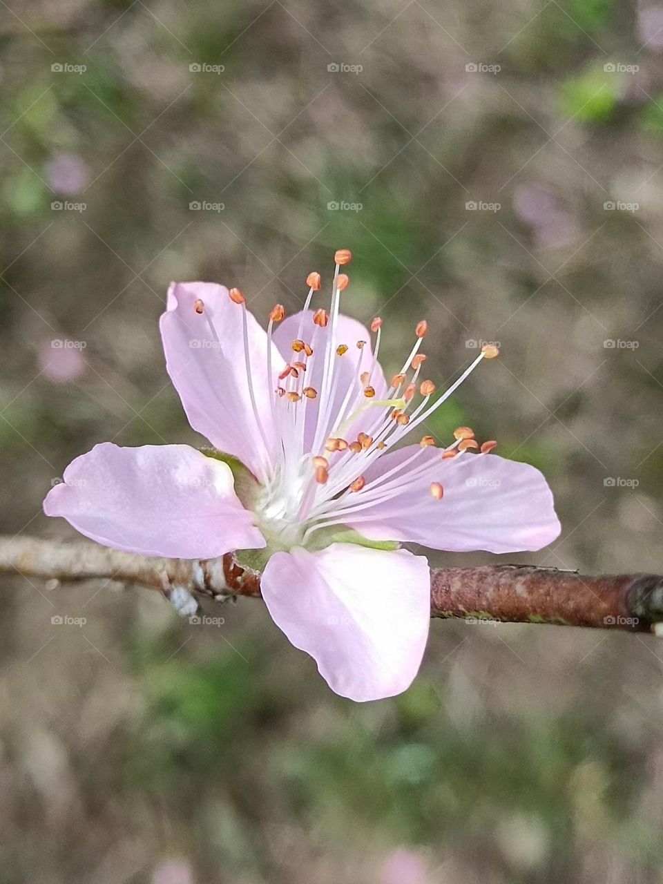 Beautiful flowers in bloom