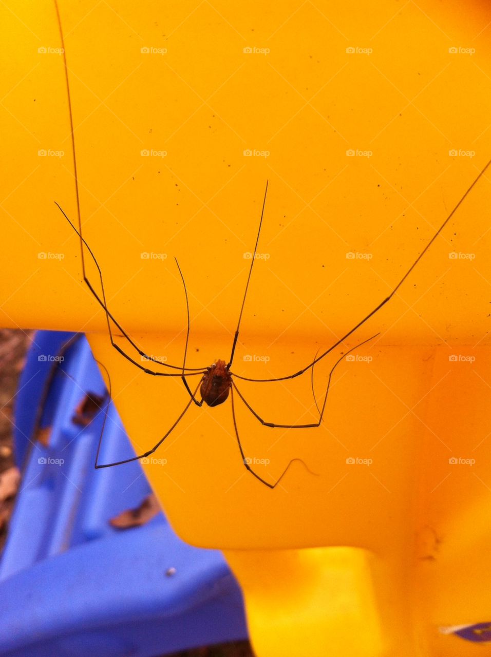 spider