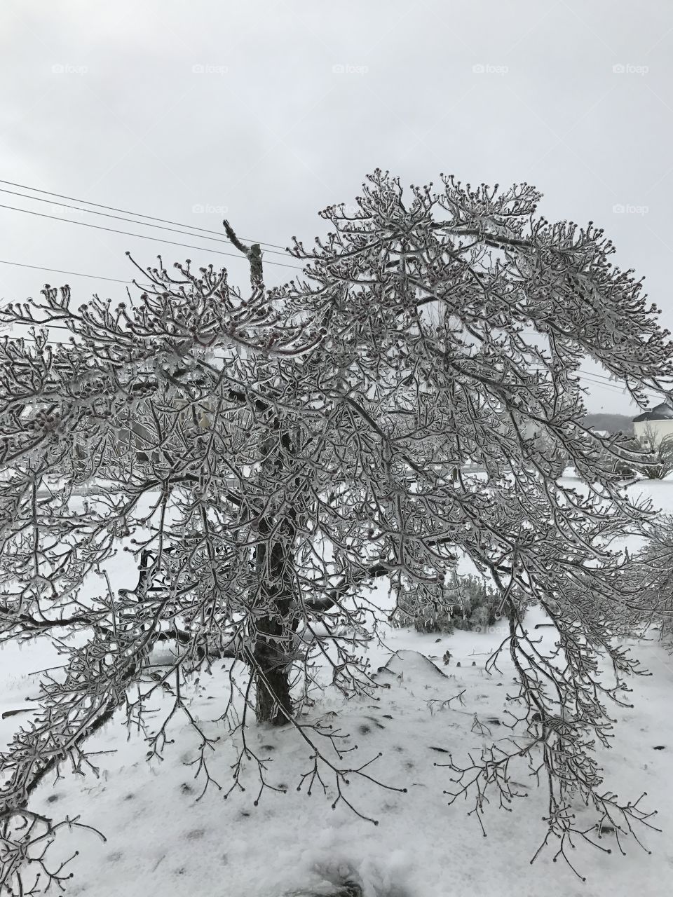 Icy tree 