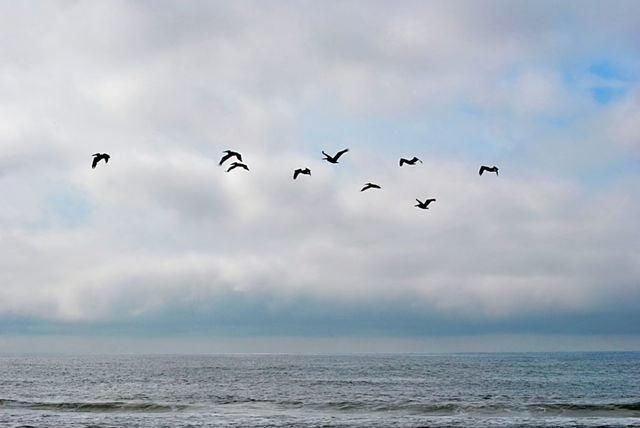 Ocean