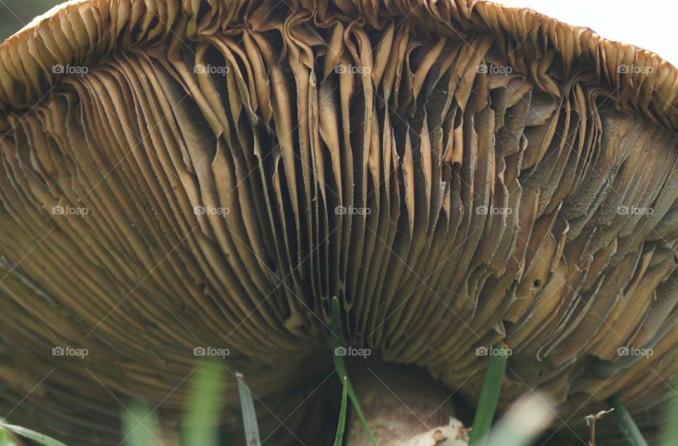 Close look at the underside of a mushroom cap