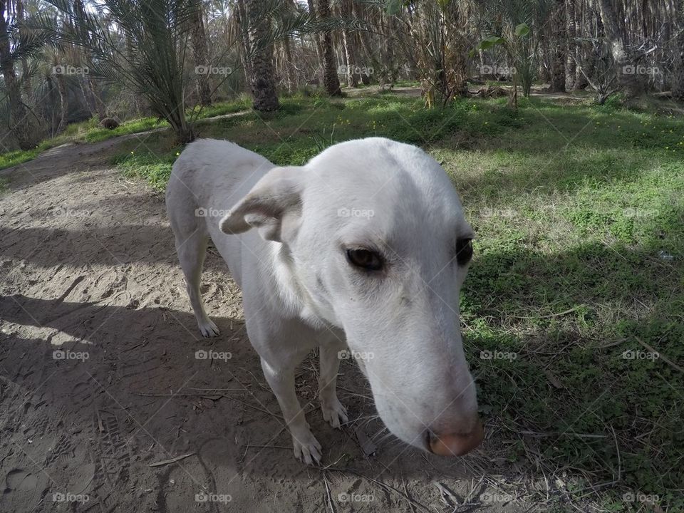 Dog / doggie/ puppie- go pro shot