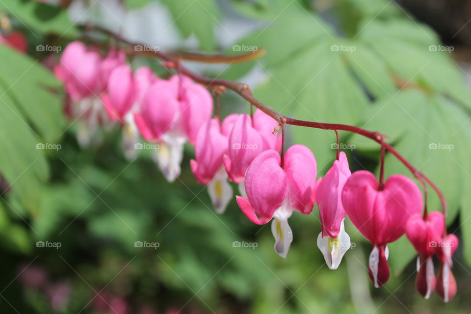 Close-up of pink flowers