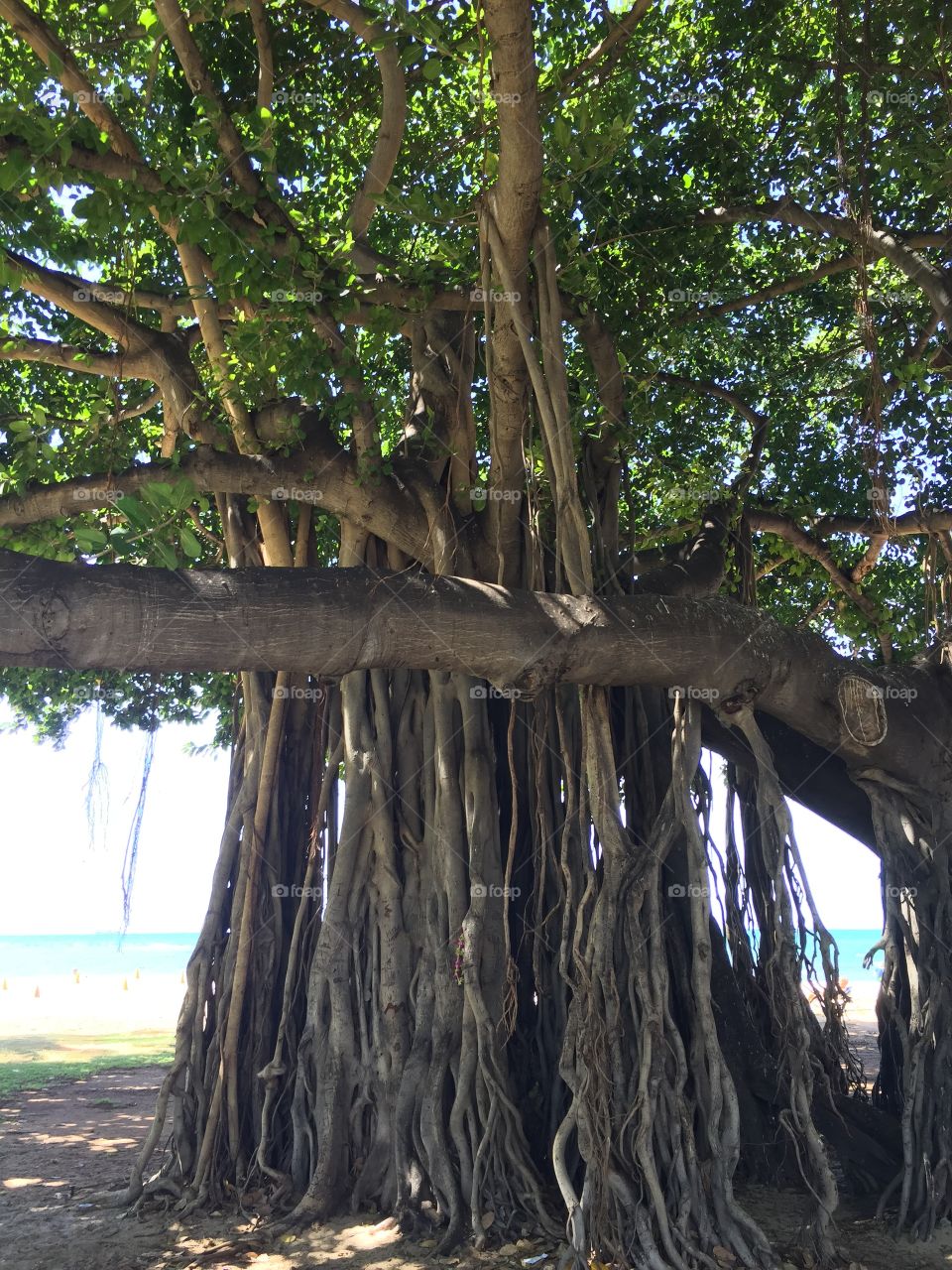 Tree, Root, Wood, Nature, No Person