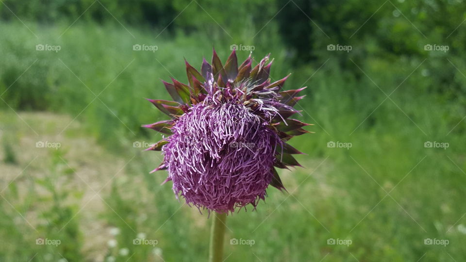 Blossoming thistle