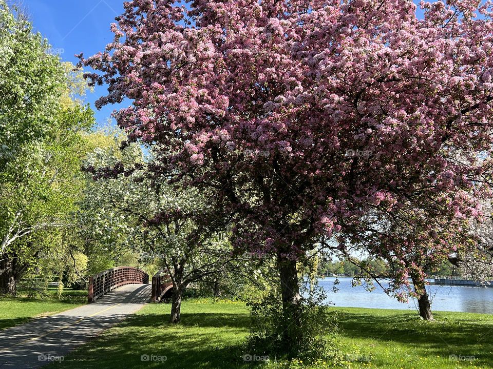 Walking path in spring next to Rideau canal in Ottawa 