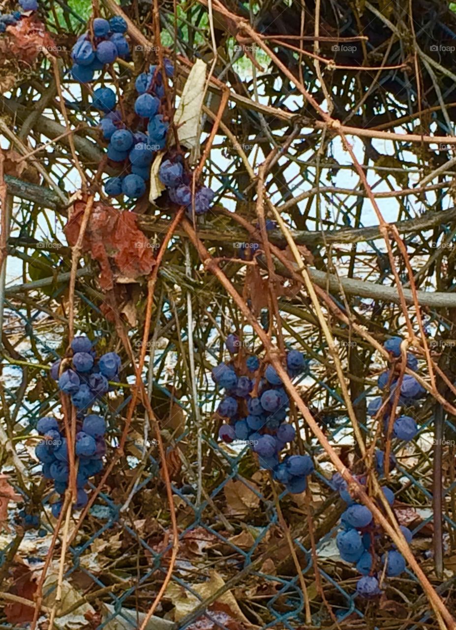 Winter Grapes 