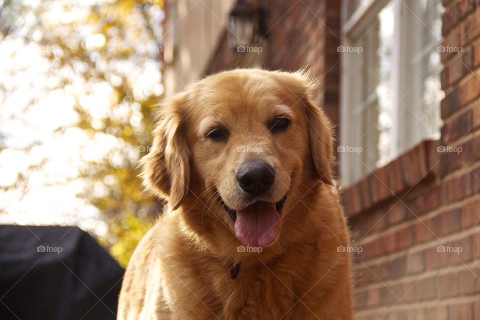 Golden Smile