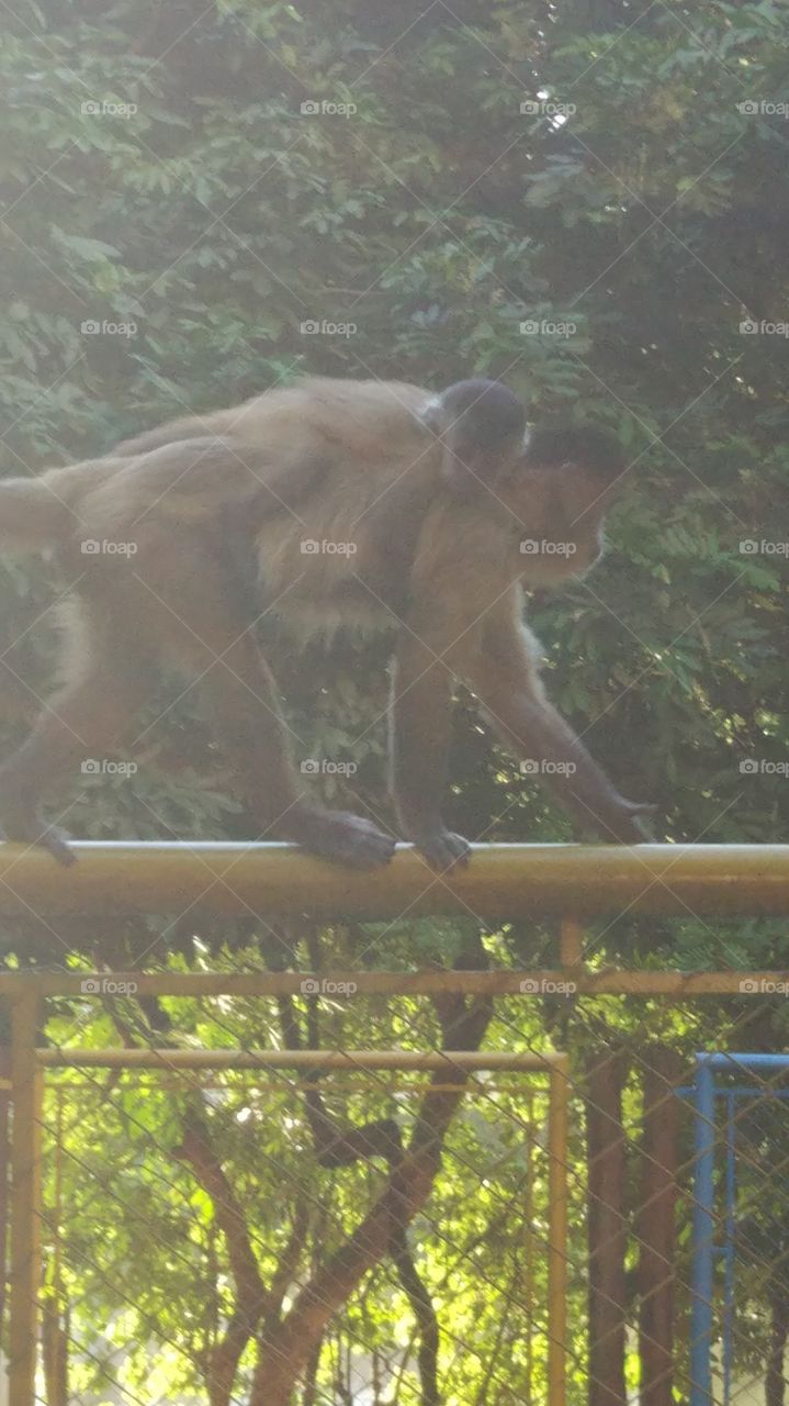 macaco